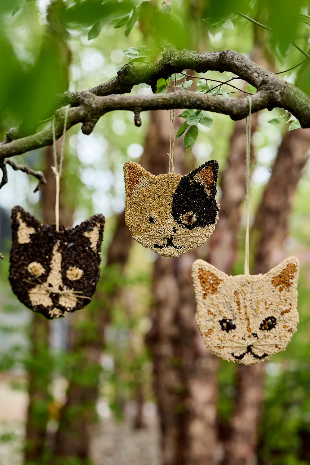 Bird Seed Cat