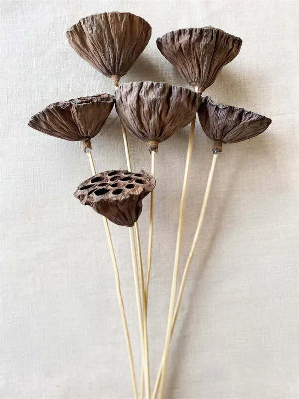Dried Natural Lotus Pods on Stems
