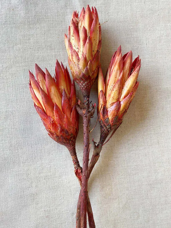 Dried Protea Flowers
