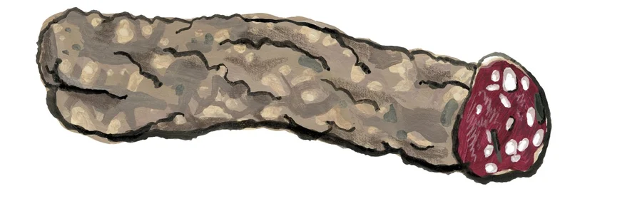 Finocchiona Salami