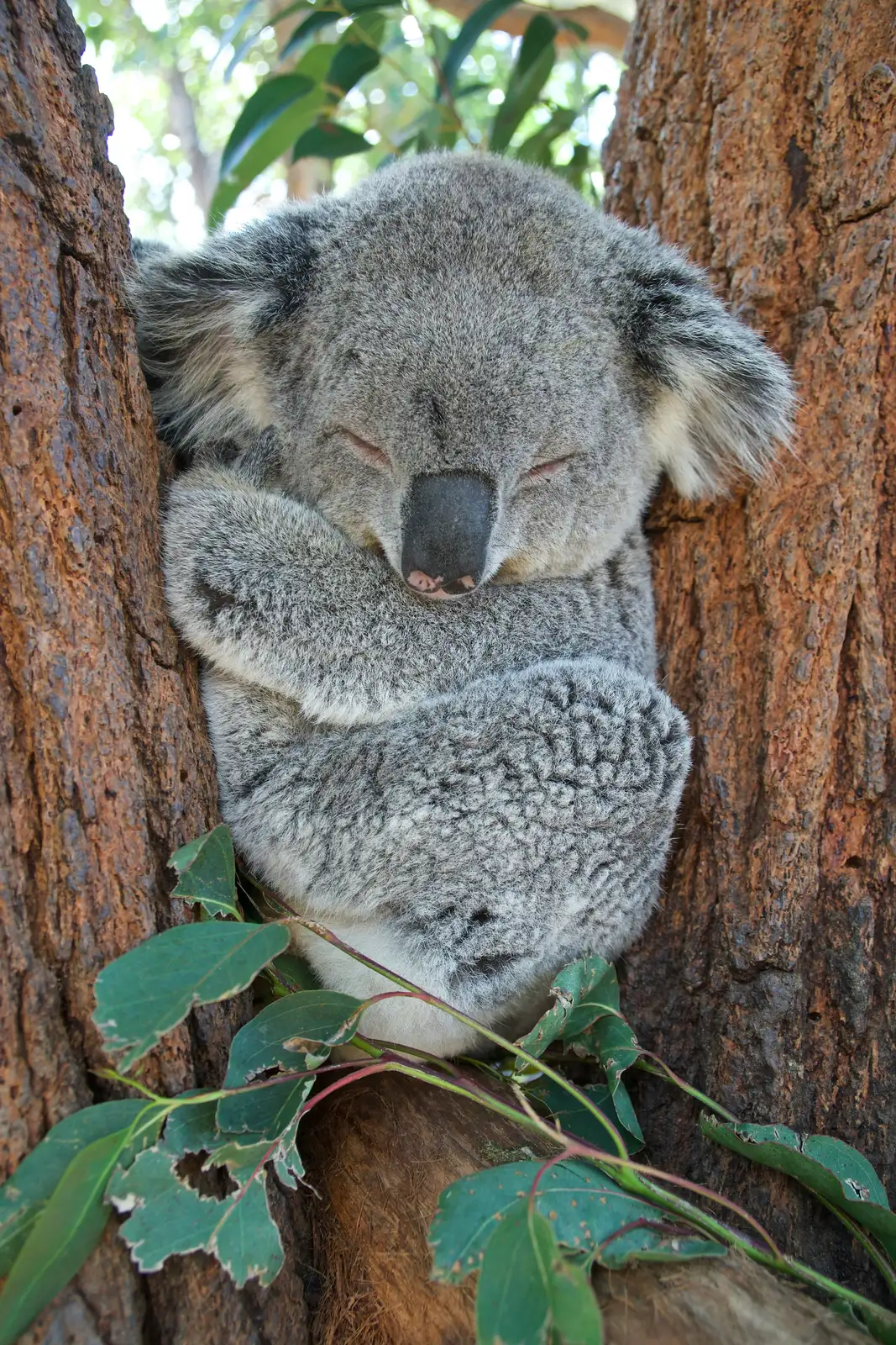 Australia.