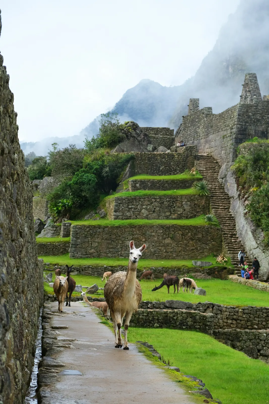 Peru.
